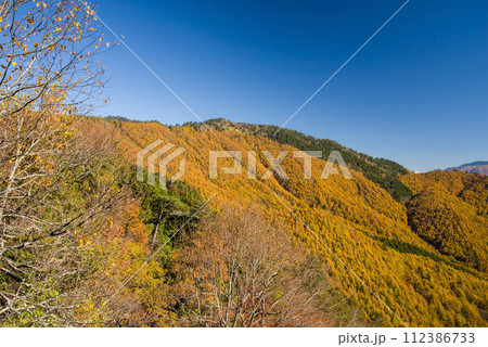 野麦峠周辺の鮮やかな紅葉 112386733