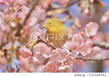河津桜の中で遊ぶメジロ 河津桜の中で遊ぶメジロ 112386761