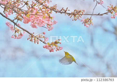 桜の花の蜜を吸うメジロ 112386763