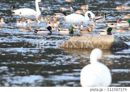 早朝の風景 荒川本流に越冬するカモ類とコハクチョウ 深谷市 旧川本地区 早朝の風景 荒川本流に越冬するカモ類とコハクチョウ 深谷市 旧川本地区 112387174