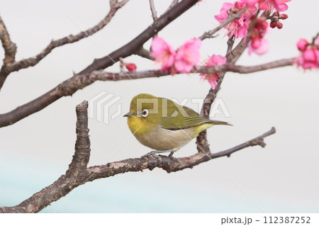 梅の花とメジロ 112387252