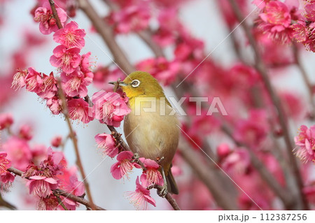 梅の花とメジロ 梅の花とメジロ 112387256