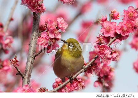 梅の花とメジロ 112387275