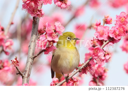 梅の花とメジロ 112387276
