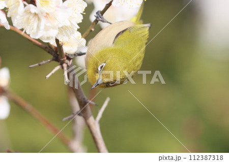 梅の花とメジロ 梅の花とメジロ 112387318