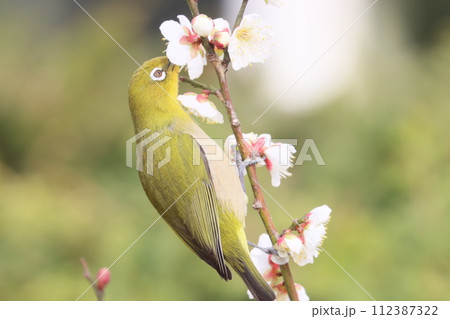 梅の花とメジロ 梅の花とメジロ 112387322