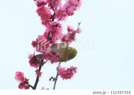梅の花とメジロ 梅の花とメジロ 112387358