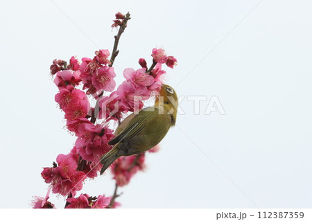 梅の花とメジロ 112387359