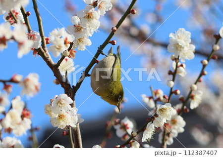 梅の花とメジロ 112387407