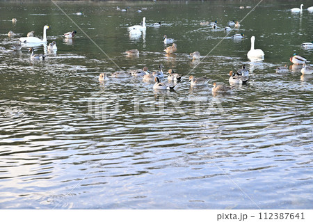 早朝の風景　荒川本流に越冬するカモ類とコハクチョウ　深谷市　旧川本地区　　 112387641