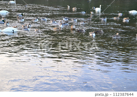早朝の風景 荒川本流に越冬するカモ類とコハクチョウ 深谷市 旧川本地区 早朝の風景 荒川本流に越冬するカモ類とコハクチョウ 深谷市 旧川本地区 112387644