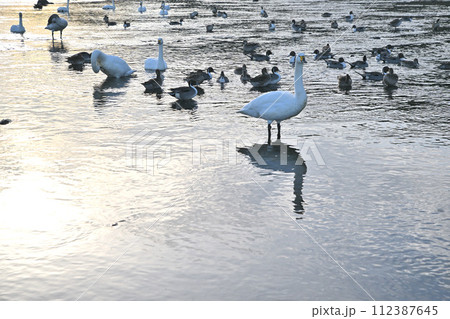 早朝の風景　荒川本流に越冬するカモ類とコハクチョウ　深谷市　旧川本地区　　 112387645
