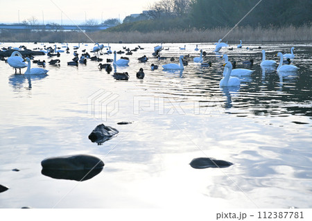 早朝の風景 荒川本流に越冬するカモ類とコハクチョウ 深谷市 旧川本地区 早朝の風景 荒川本流に越冬するカモ類とコハクチョウ 深谷市 旧川本地区 112387781