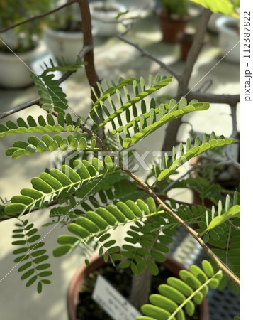 タマリンドの幼木 Tamarindus indica, Fabaceae タマリンドの幼木 Tamarindus indica, Fabaceae 112387822
