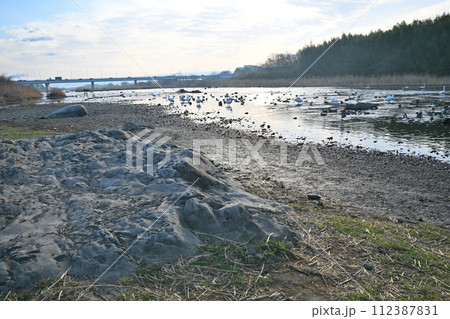 早朝の風景 荒川本流に越冬するカモ類とコハクチョウ 下流方面 深谷市 旧川本地区 早朝の風景 荒川本流に越冬するカモ類とコハクチョウ 下流方面 深谷市 旧川本地区 112387831