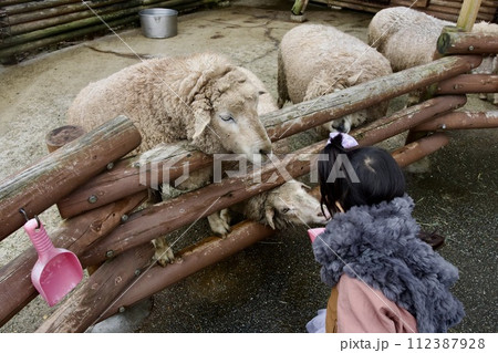 姫路セントラルパークの羊への餌やり 姫路セントラルパークの羊への餌やり 112387928