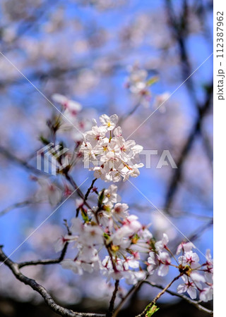 春の訪れを知らせる桜 112387962