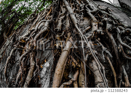 蔓延る樹木の根株 蔓延る樹木の根株 112388243