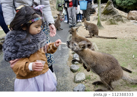 姫路セントラルパークのワラビーへの餌やり 112388333