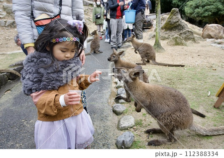 姫路セントラルパークのワラビーへの餌やり 姫路セントラルパークのワラビーへの餌やり 112388334