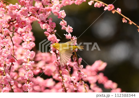 メジロ君素敵なジャンプ 112388344
