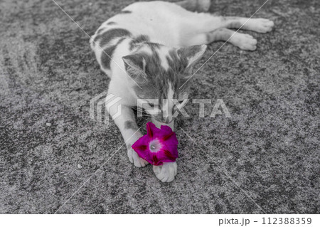 朝顔の花と猫 112388359