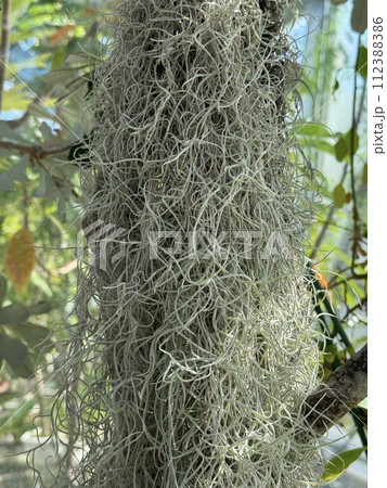 バンクシア・インテグリフォリア(コーストバンクシア)の花穂 Banksia integrifolia バンクシア・インテグリフォリア(コーストバンクシア)の花穂 Banksia integrifolia 112388386