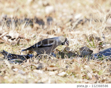 餌を食べるシメ 112388586