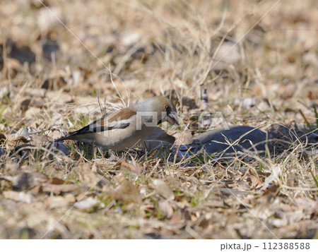 餌を食べるシメ 112388588