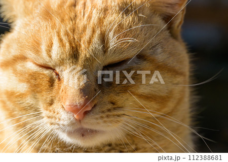 眠そうな猫 112388681