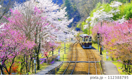 花桃のトンネルを走るローカル線 花桃のトンネルを走るローカル線 112388795