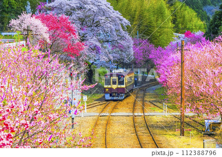 花桃の里を走るローカル線 112388796
