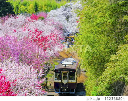 桃の花の中をローカル列車が走る 112388804