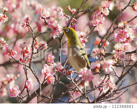 紅梅にメジロ 112388881