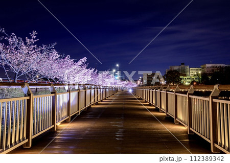 大府市、二ツ池公園の河津桜のライトアップ 112389342