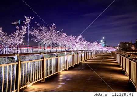 大府市、二ツ池公園の河津桜のライトアップ 112389348