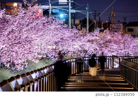 大府市、二ツ池公園の河津桜のライトアップ 112389350