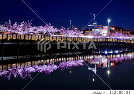 大府市、二ツ池公園の水面に映る河津桜のライトアップ 112389381