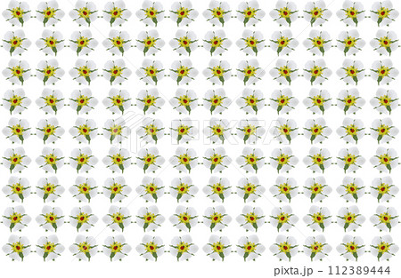 「ワイルドストロベリーの花に羽を休める益虫のナナホシテントウムシ」背景画像 グラデーション 「ワイルドストロベリーの花に羽を休める益虫のナナホシテントウムシ」背景画像 グラデーション 112389444