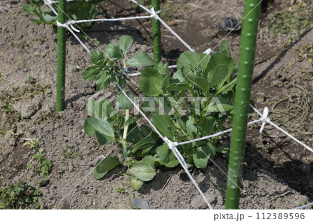 そら豆の支柱たて 112389596