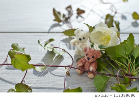 乳白色の冬咲きクレマチスのとテディベア     乳白色の冬咲きクレマチスのとテディベア     112389690
