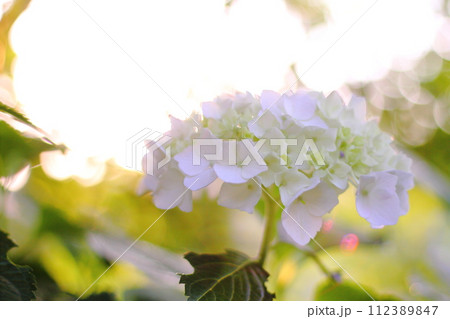 梅雨の晴れ間の紫陽花 梅雨の晴れ間の紫陽花 112389847