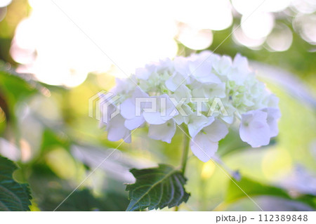 梅雨の晴れ間の紫陽花 梅雨の晴れ間の紫陽花 112389848