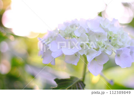 梅雨の晴れ間の紫陽花 梅雨の晴れ間の紫陽花 112389849