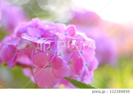 梅雨の晴れ間の紫陽花 梅雨の晴れ間の紫陽花 112389850