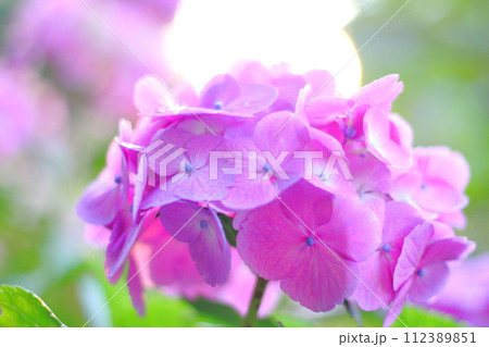 梅雨の晴れ間の紫陽花 112389851