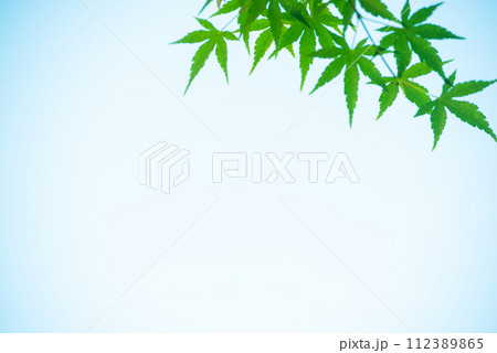 爽やか春の芽吹き 新緑 112389865