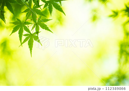 爽やか春の芽吹き 新緑 爽やか春の芽吹き 新緑 112389866