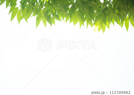 爽やか春の芽吹き 新緑 112389962