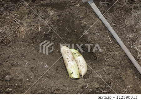 ダイコンの土中保存 ダイコンの土中保存 112390013